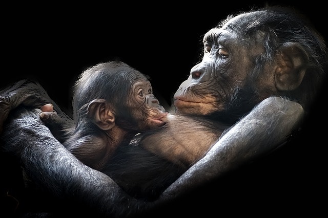 Gorilla med gorillabarn